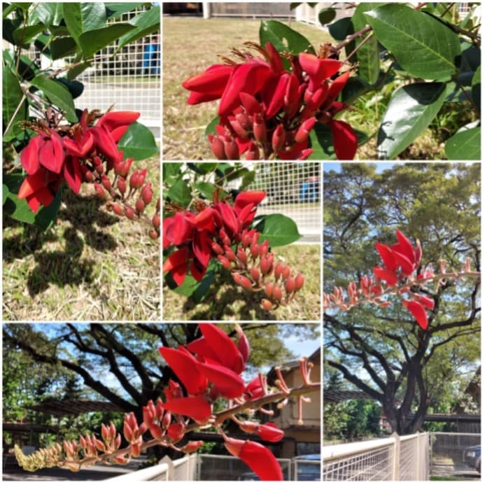 ATHS school activities